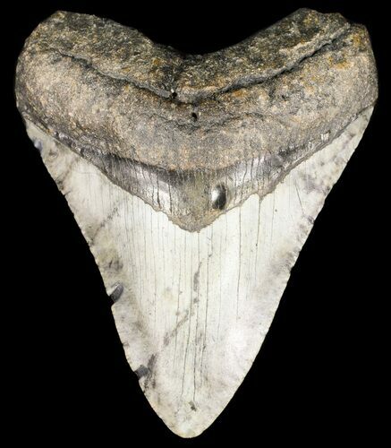 Megalodon Tooth - North Carolina #53245
